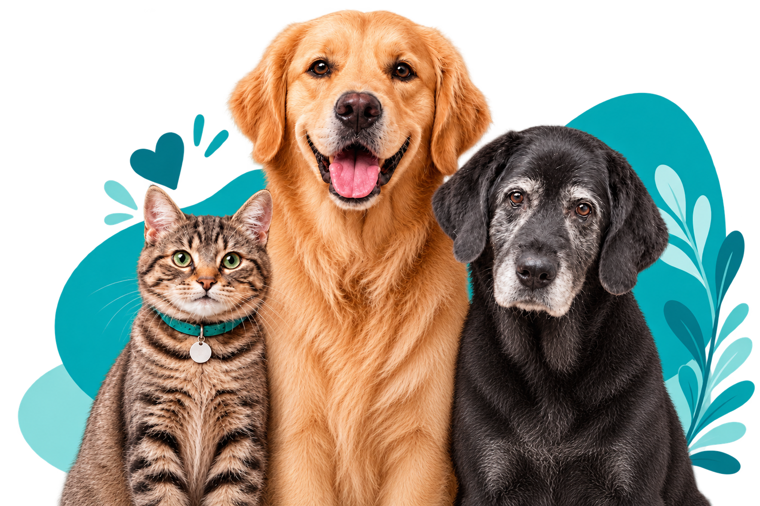 Cachorro e gato